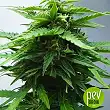 Amnesia Haze Auto Bulk Seed Bank