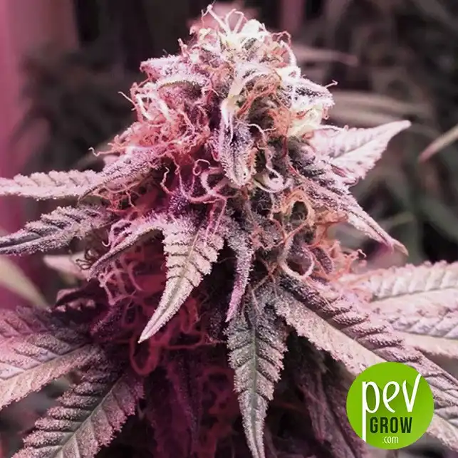 Amnesia Platinum Auto Bulk Seed Bank 1