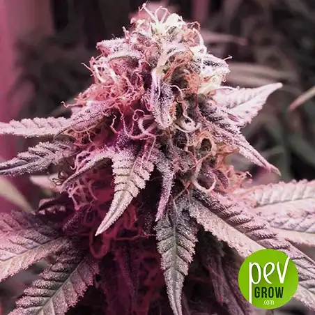 Amnesia Platinum Auto Bulk Seed Bank 1