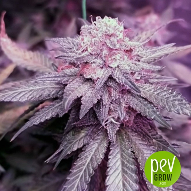 Auto Bigger Bud - Bulk Seed Bank