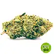 K2 bud Bulk Seeds Bank - Bulk Seed Bank