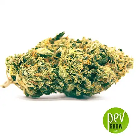 K2 bourgeon Bulk Seeds Bank - Bulk Seed Bank