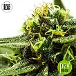 CBD Nepal Gold - Bulk Seed Bank CBD Nepal Gold - Bulk Seed Bank