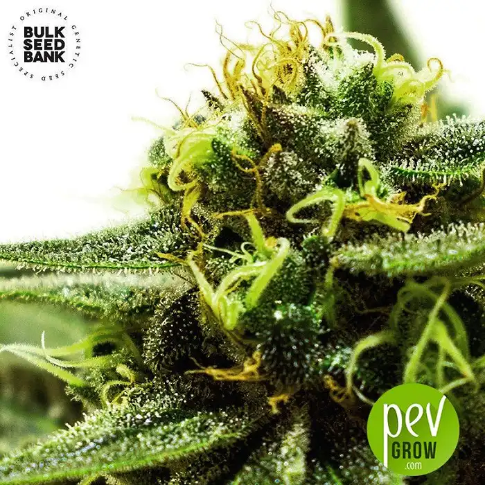 CBD Nepal Gold - Bulk Seed Bank