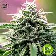 CBD Good Wild Shark - Bulk Seed Bank