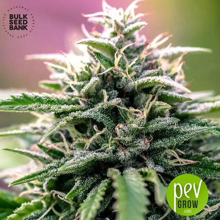 CBD Good Wild Shark - Bulk Seeds Bank - Bulk Seed Bank