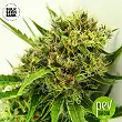 AK Fem Bulk Seed Bank