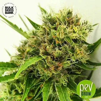 AK Fem Bulk Seed Bank