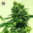 Amnesia Haze - Bulk Seed Bank