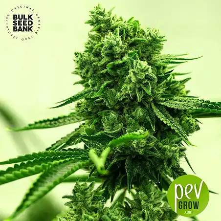 Amnesia Haze - Bulk Seed Bank