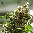Amnesia Platinum - Bulk Seeds Bank - Bulk Seed Bank