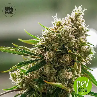 Amnesia Platinum - Bulk Seeds Bank - Bulk Seed Bank