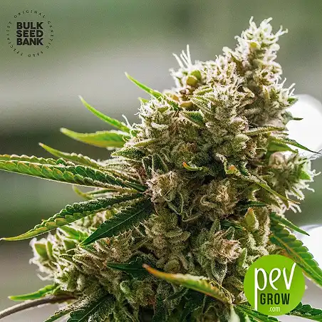 Amnesia Platinum - Bulk Seeds Bank - Bulk Seed Bank