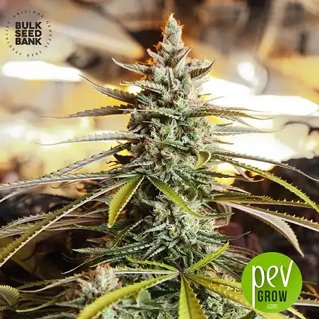 Ananas Funk - Bulk Seed Bank