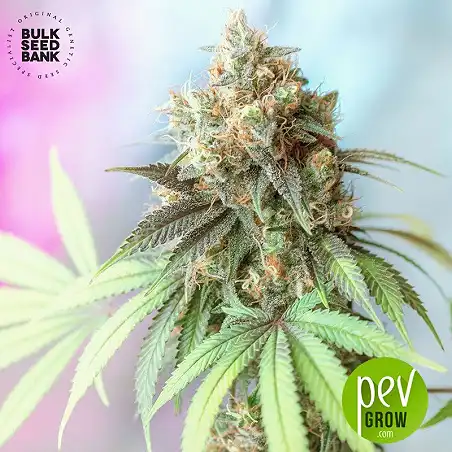 Bigger Bud - Bulk Seed Bank