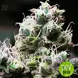 Blueberry Berry - Bulk Seed Bank
