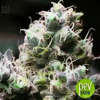 Blueberry Berry - Bulk Seed Bank