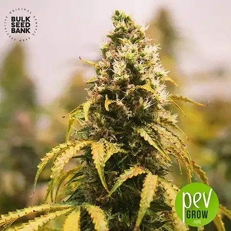 Bubblegum Extra - Bulk Seed Bank