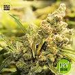 Caramel King - Bulk Seed Bank 2