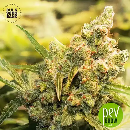 Caramel King - Bulk Seed Bank