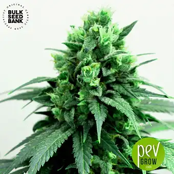 Cheese - Bulk Seed Bank
