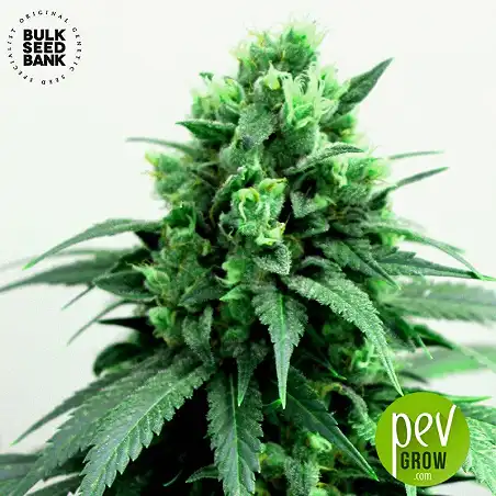 Cheese - Bulk Seed Bank