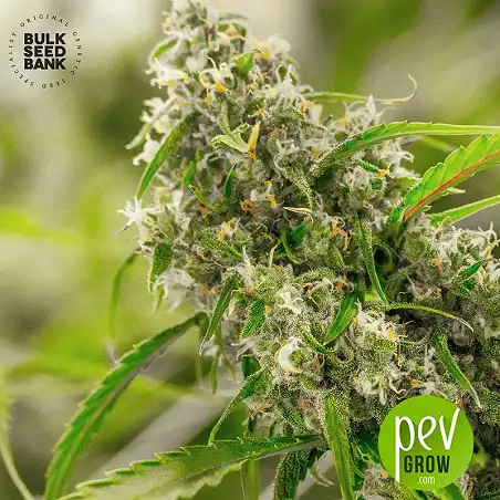 Chronical Bulk Seed Bank 2