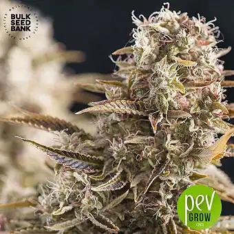 Cocopopo - Bulk Seed Bank