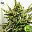 Critical - Bulk Seed Bank