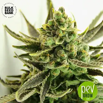 Critical - Bulk Seed Bank