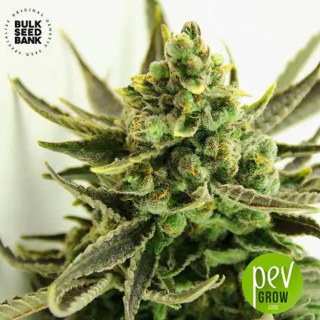 Critical Bulk Seed Bank 2