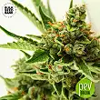 Critical Mass - Bulk Seed Bank
