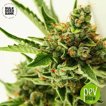 Critical Mass - Bulk Seed Bank