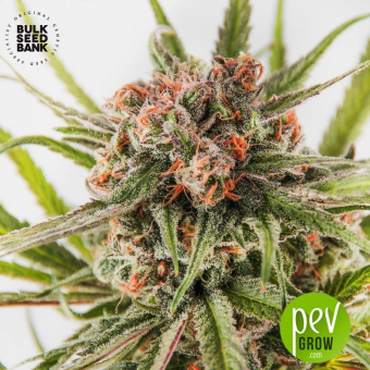 Dark Domina - Bulk Seed Bank