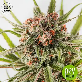 Dark Domina - Bulk Seed Bank