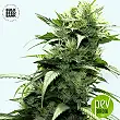 Dubai Poison - Bulk Seed Bank