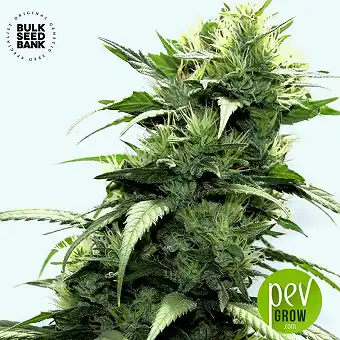 Dubai Poison - Bulk Seed Bank