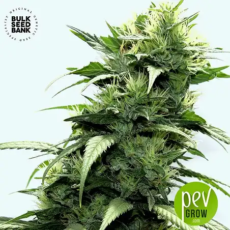 Dubai Poison - Bulk Seed Bank