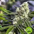 Early Top Skunk - Bulk Seed Bank