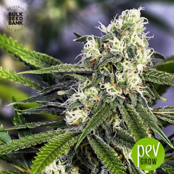 Early Top Skunk - Bulk Seed Bank