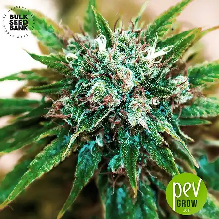 Euforia Special - Bulk Seed Bank