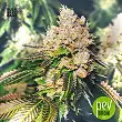 Grapefruit - Bulk Seed Bank