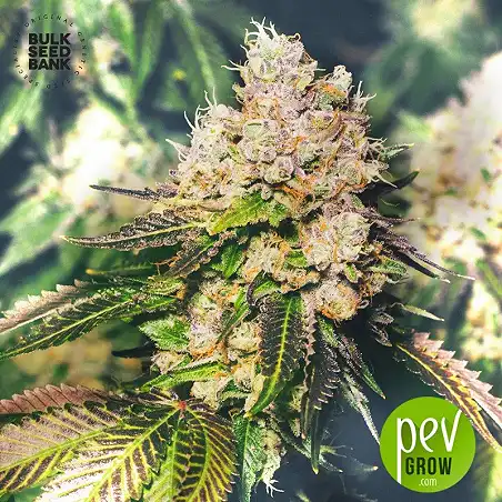 Grapefruit - Bulk Seed Bank