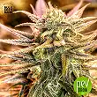 Green Candy - Bulk Seed Bank 2