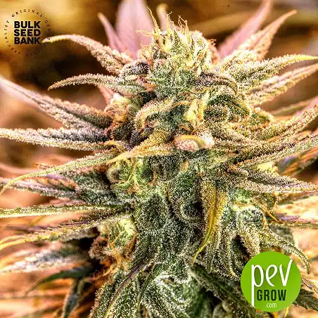 Green Candy - Bulk Seed Bank