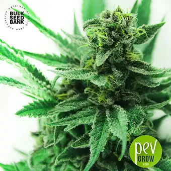 Green Scout Cookies - Bulk Seed Bank