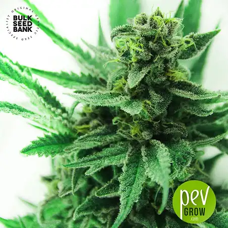 Green Scout Cookies - Bulk Seed Bank