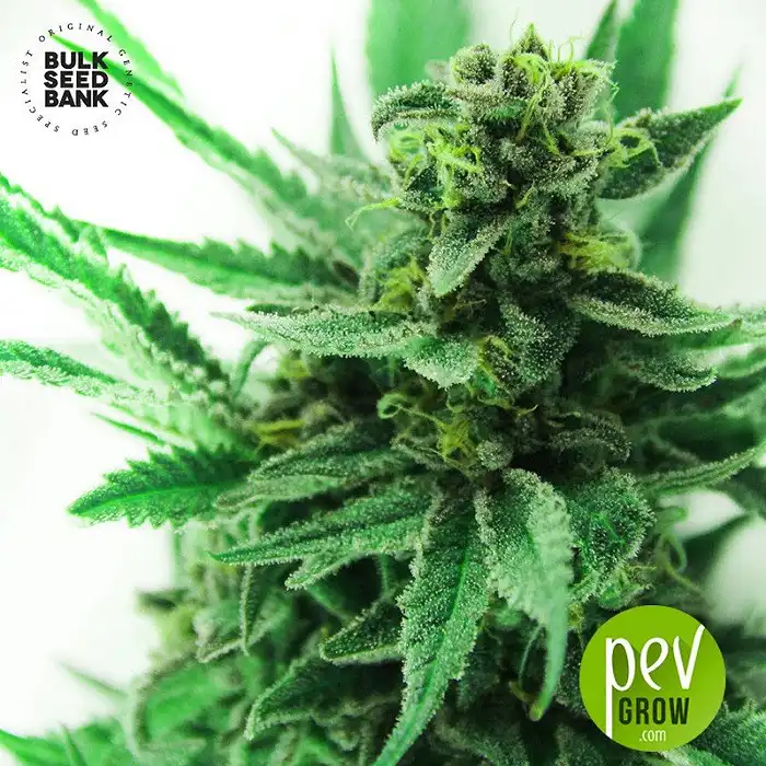 Green Scout Cookies - Bulk Seed Bank