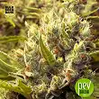 Jack Hair - Bulk Seed Bank