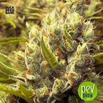 Jack Hair - Bulk Seed Bank